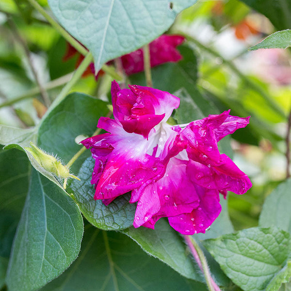 Morning Glory 'Sunrise Serenade'