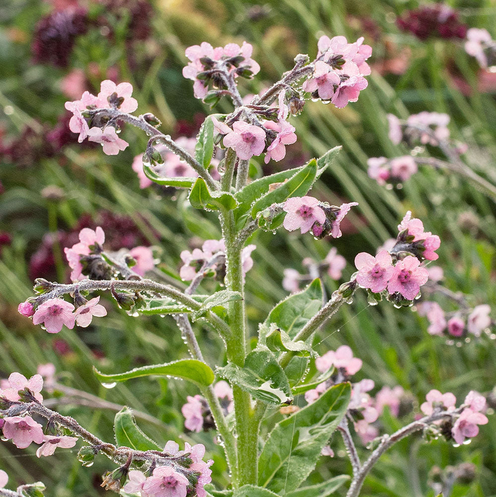 Chinese Forget Me Not 'Mystery Rose'