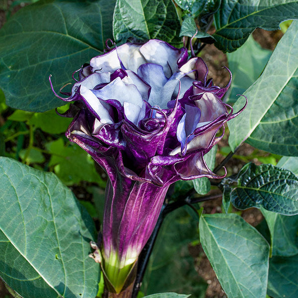 
    



Datura 'Ballerina Purple'
