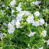 Four O'Clock 'Alba'