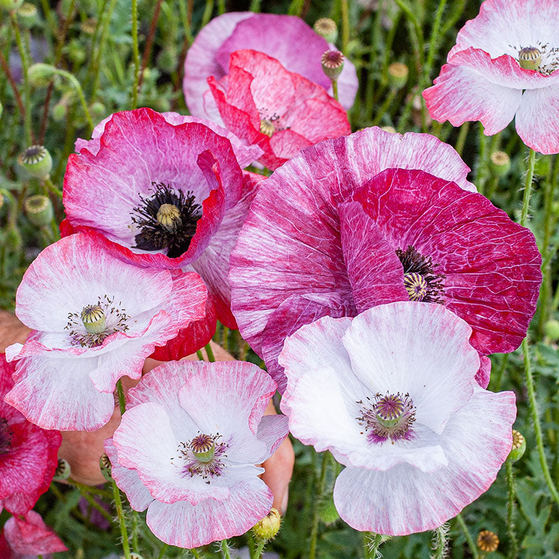 Poppy - Shirley 'Mother of Pearl'