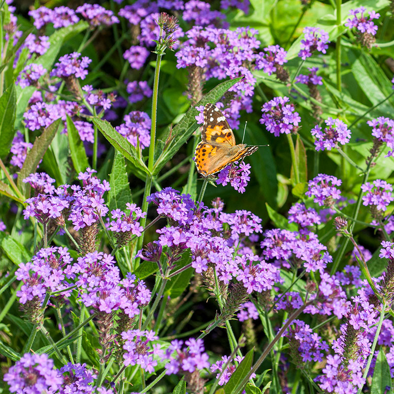 
  



Verbena - Vervain
