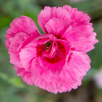 Pink 'Bat's Double Red'
