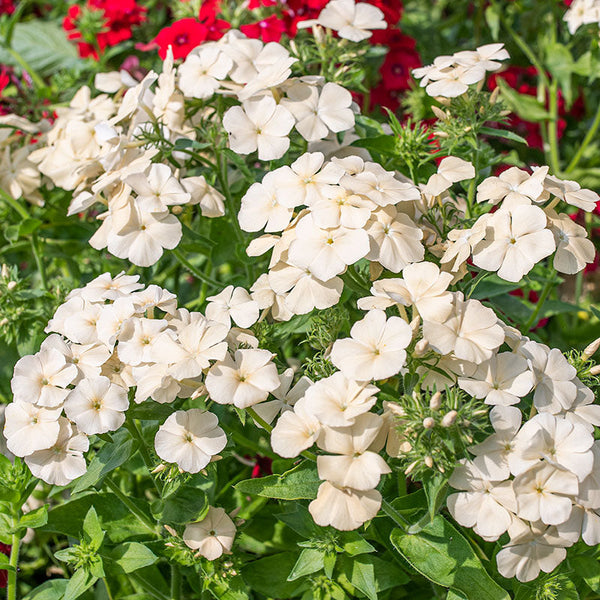 
    



Phlox 'Isabellina'
