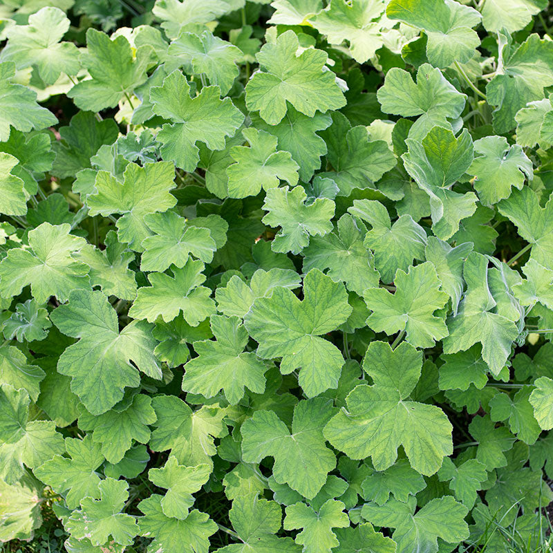 Geranium 'Peppermint' - S1