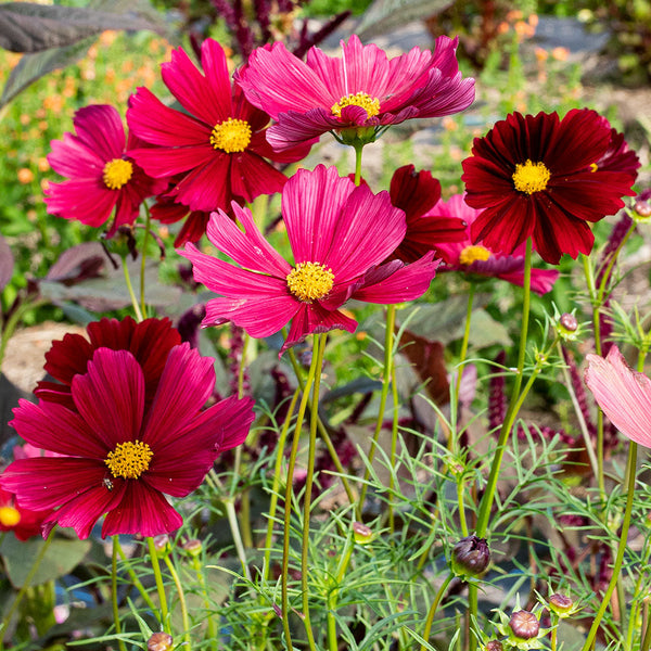 
    



Cosmos 'Rubenza'
