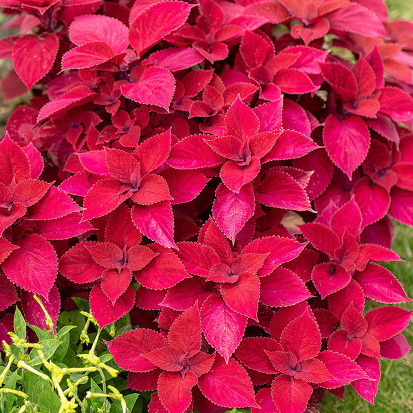 
    



Coleus 'Redhead' 
