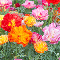 
    



California Poppy 'Jelly Beans'
