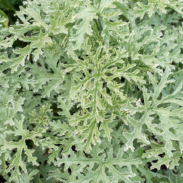 
    



Geranium 'Grey Lady Plymouth' 
