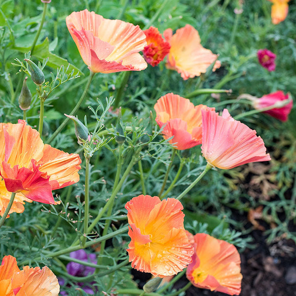 
    



California Poppy 'Apricot Chiffon'
