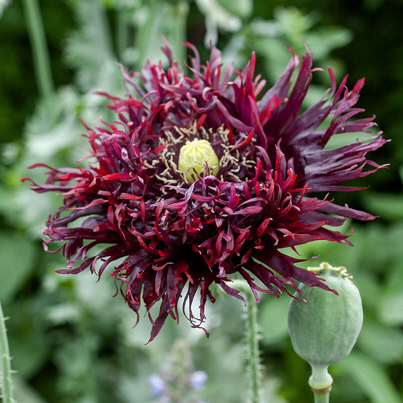 Poppy 'Black Swan'