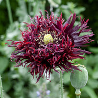 
    



Poppy 'Black Swan'
