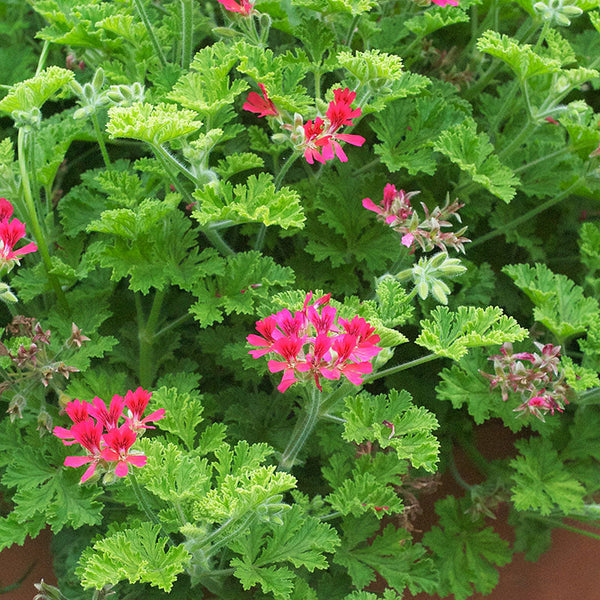 
    



Geranium 'Concolor Lace' 
