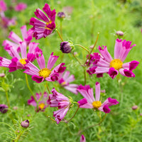 
    



Cosmos 'Sea Shells Red'
