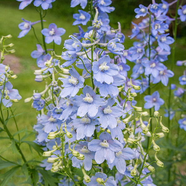 
    



Delphinium 'Cliveden Beauty'
