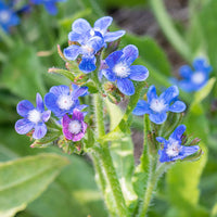 
    



Italian Alkanet 'Feltham Pride Strain'
