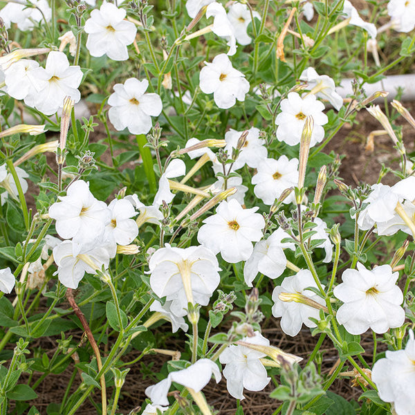 Petunia 'Rainmaster'