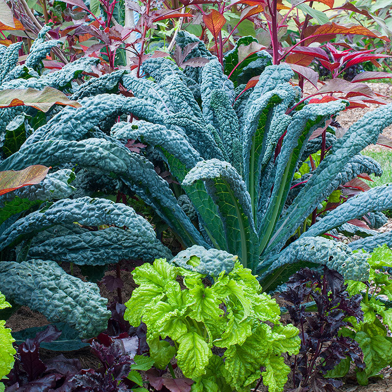 Kale 'Nero de Toscana' Organic