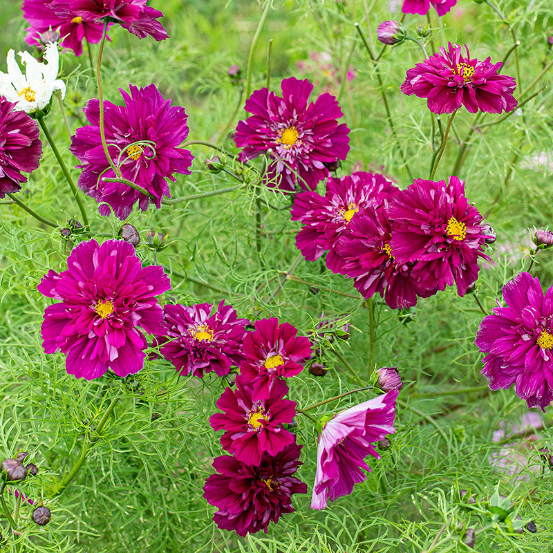 
  



Cosmos 'Cranberries'
