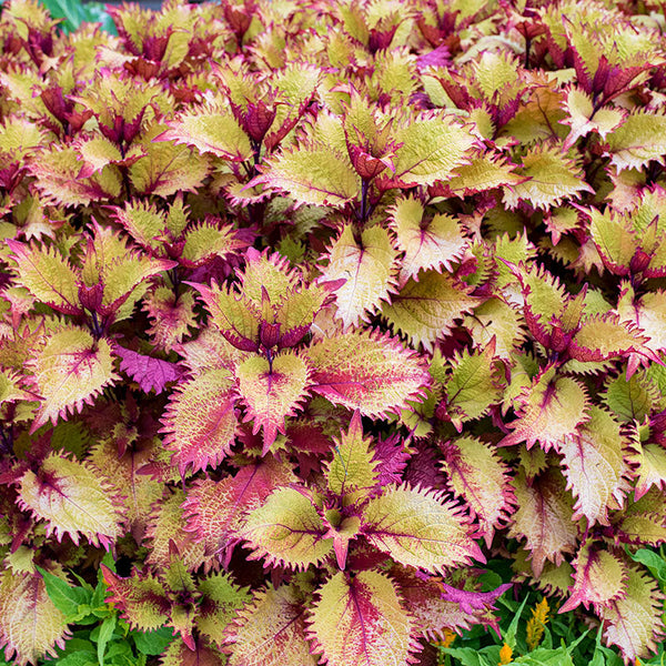 
    



Coleus 'Henna' 
