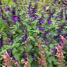 Salvia 'Amistad' - S1