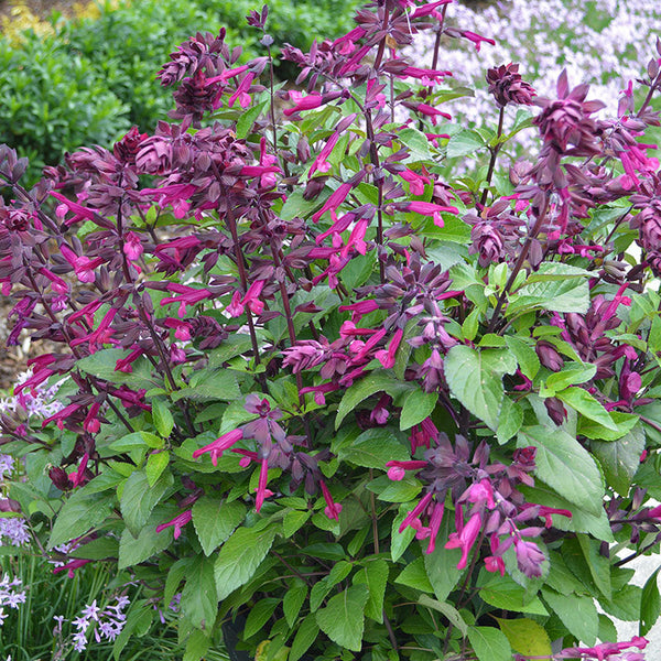 
    



Salvia 'Love and Wishes' 
