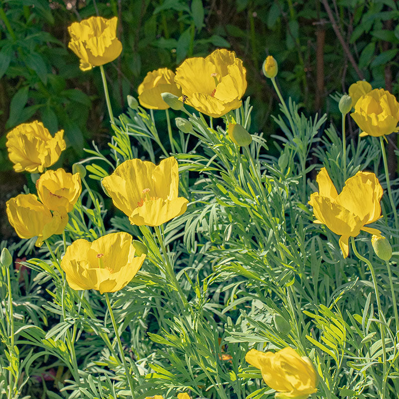 Mexican Tulip Poppy 'Sunlite'