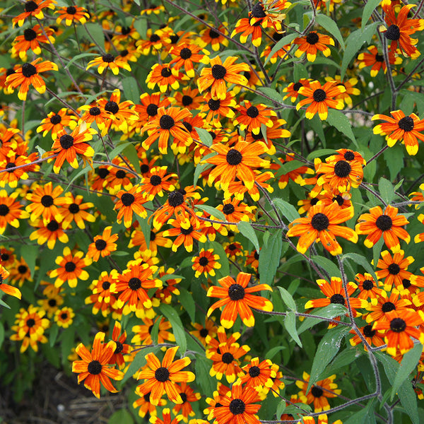 
    



Rudbeckia 'Prairie Glow' 
