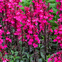 
    



Lobelia 'Starship™ Rose' 
