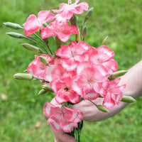 Pink 'Old Square Eyes'