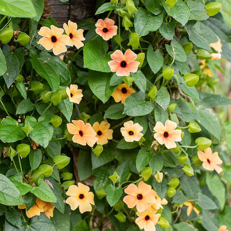 Black-eyed Susan Vine 'African Sunset' - S1