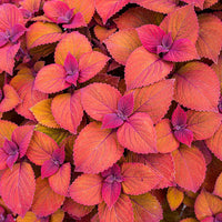 Coleus 'Campfire'