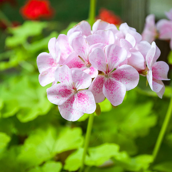 
    



Geranium 'Jay's Golden Bird's Egg' 
