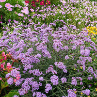 
    



Verbena 'Lollipop' 
