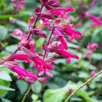 
    



Salvia 'Wendy's Wish' 
