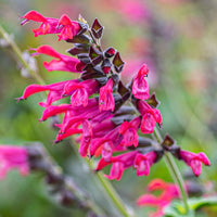 
    



Salvia 'Amante' 
