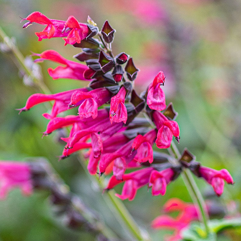 
  



Salvia 'Amante' 
