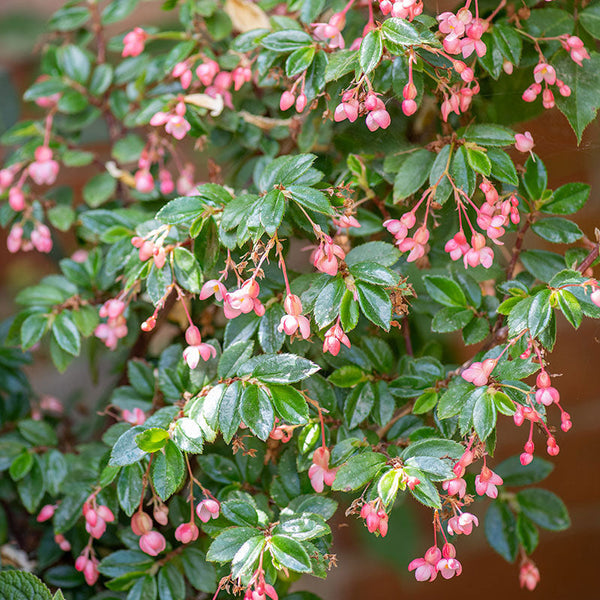 
    



Begonia - Fuchsia 'Rose' 
