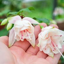 Fuchsia 'Annabel' - S1