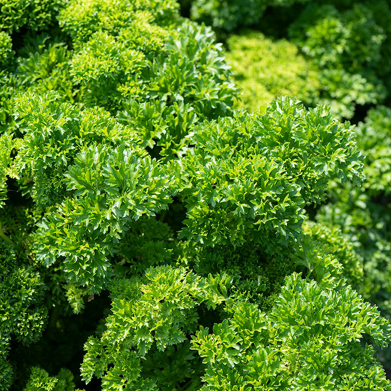 Parsley 'Moss Curled 2' Organic