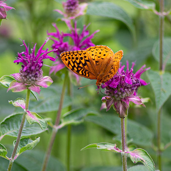 Bee Balm 'Purple Rooster' - S1