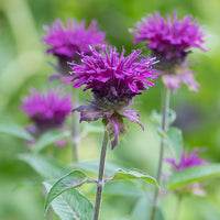 
    



Bee Balm 'Purple Rooster' 
