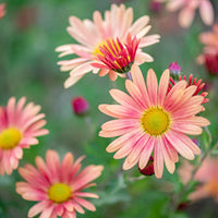 
    



Chrysanthemum 'Campfire Glow' 
