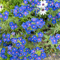 
    



Pimpernel 'Skylover' 
