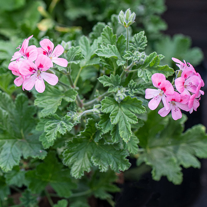 Geranium 'Sweet Mimosa' - S1