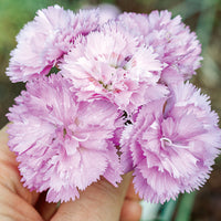 Pink 'Rose de Mai'