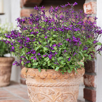 
    



Salvia VIBE® 'Ignition Purple' 
