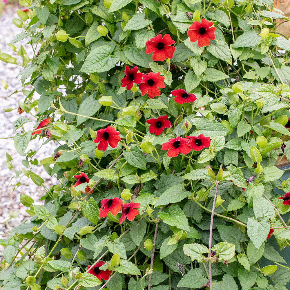 Black-eyed Susan Vine 'Sunny Susy Brownie' - S1