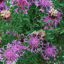 Cornflower 'Perennial Butterfly'