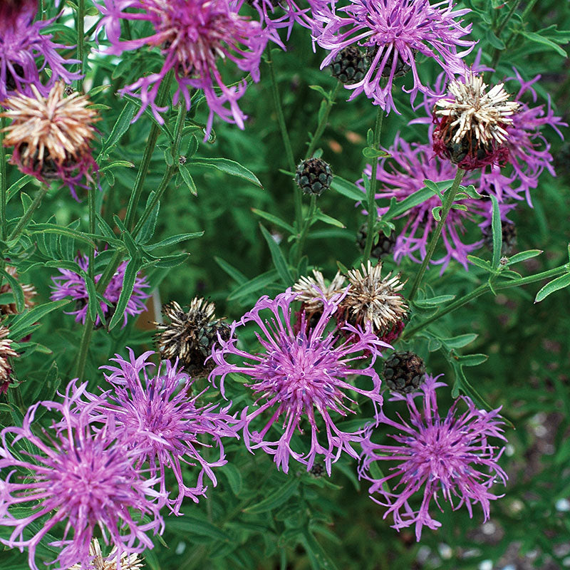 
  



Cornflower 'Perennial Butterfly'
